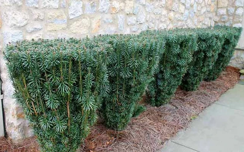 Fastigiata Upright Japanese Plum Yew - 3 Gallon Pot 8 Fastigiata Upright Japanese Plum Yew - 3 Gallon Pot - Image 6