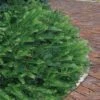 Yewtopia Plum Yew - 3 Gallon Pot 2 Yewtopia Plum Yew - 3 Gallon Pot -SHRUBS and BUSHES Shop Yew Yewtopia 21
