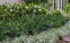 Yewtopia Plum Yew - 3 Gallon Pot -SHRUBS and BUSHES Shop Yew Yewtopia 22