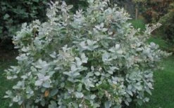 Woodlanders Blue Dusty Zenobia (Honeycup) - 1 Gallon Pot -SHRUBS and BUSHES Shop Zenobia Woodlanders Blue 20 1