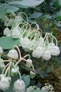 Woodlanders Blue Dusty Zenobia (Honeycup) - 1 Gallon Pot -SHRUBS and BUSHES Shop Zenobia Woodlanders Blue 7 1