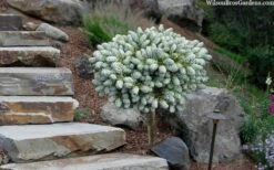 Ice Breaker Korean Fir (Single Trunk Topiary) - 1 Gallon Pot -SHRUBS and BUSHES Shop abies koreana kouhouts ice breaker korean fir 2 2