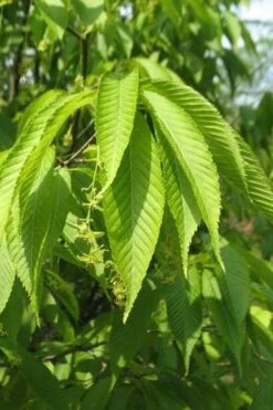 Hornbeam Maple (Acer Carpinifolium) - 3 Gallon Pot 12 Hornbeam Maple (Acer Carpinifolium) - 3 Gallon Pot -SHRUBS and BUSHES Shop acer carpinifolium hornbeam maple tree 1