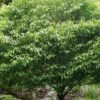 Hornbeam Maple (Acer Carpinifolium) - 3 Gallon Pot 1 Hornbeam Maple (Acer Carpinifolium) - 3 Gallon Pot -SHRUBS and BUSHES Shop acer carpinifolium hornbeam maple tree 3