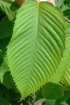 Hornbeam Maple (Acer Carpinifolium) - 3 Gallon Pot 11 Hornbeam Maple (Acer Carpinifolium) - 3 Gallon Pot -SHRUBS and BUSHES Shop acer carpinifolium hornbeam maple tree 4