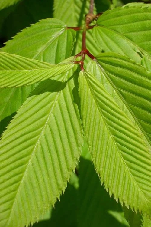 Hornbeam Maple (Acer Carpinifolium) - 3 Gallon Pot 8 Hornbeam Maple (Acer Carpinifolium) - 3 Gallon Pot - Image 6
