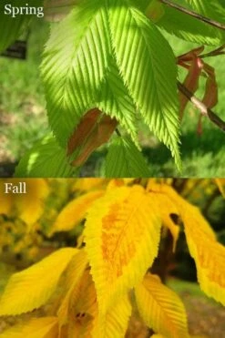Hornbeam Maple (Acer Carpinifolium) - 3 Gallon Pot 10 Hornbeam Maple (Acer Carpinifolium) - 3 Gallon Pot -SHRUBS and BUSHES Shop acer carpinifolium hornbeam maple tree 6