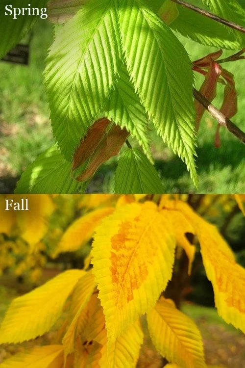 Hornbeam Maple (Acer Carpinifolium) - 3 Gallon Pot 5 Hornbeam Maple (Acer Carpinifolium) - 3 Gallon Pot - Image 3