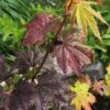 Burgundy Jewel Vine Maple (Acer Circinatum) - 5 Gallon Pot 2 Burgundy Jewel Vine Maple (Acer Circinatum) - 5 Gallon Pot -SHRUBS and BUSHES Shop acer circinatum burgundy jewel vine maple 1