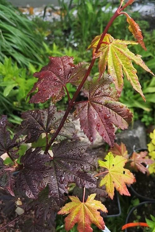 Burgundy Jewel Vine Maple (Acer Circinatum) - 5 Gallon Pot 3 Burgundy Jewel Vine Maple (Acer Circinatum) - 5 Gallon Pot