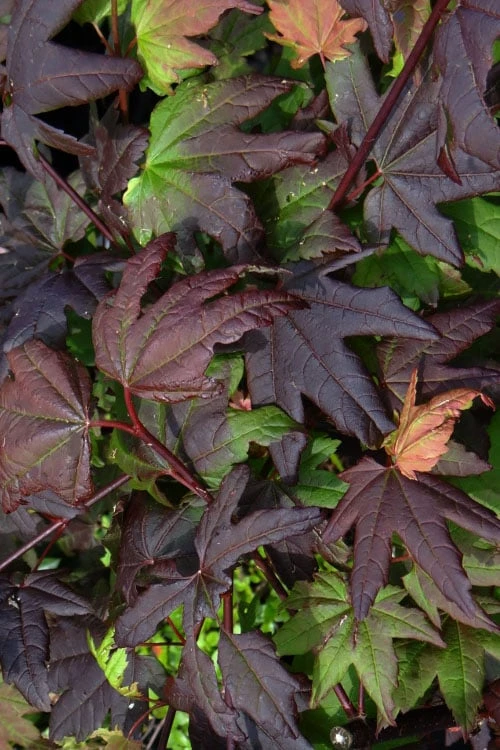 Burgundy Jewel Vine Maple (Acer Circinatum) - 5 Gallon Pot 9 Burgundy Jewel Vine Maple (Acer Circinatum) - 5 Gallon Pot - Image 7
