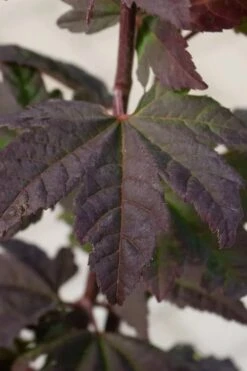 Burgundy Jewel Vine Maple (Acer Circinatum) - 5 Gallon Pot 17 Burgundy Jewel Vine Maple (Acer Circinatum) - 5 Gallon Pot -SHRUBS and BUSHES Shop acer circinatum burgundy jewel vine maple 5