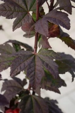 Burgundy Jewel Vine Maple (Acer Circinatum) - 5 Gallon Pot 13 Burgundy Jewel Vine Maple (Acer Circinatum) - 5 Gallon Pot -SHRUBS and BUSHES Shop acer circinatum burgundy jewel vine maple 6