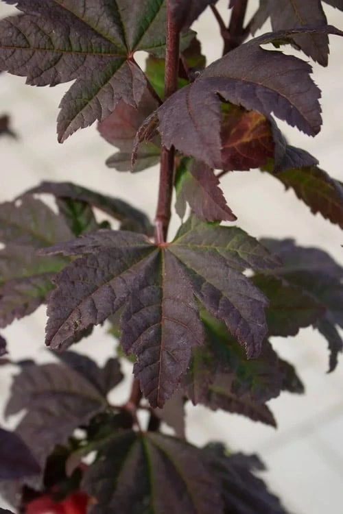 Burgundy Jewel Vine Maple (Acer Circinatum) - 5 Gallon Pot 6 Burgundy Jewel Vine Maple (Acer Circinatum) - 5 Gallon Pot - Image 4