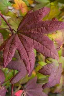Burgundy Jewel Vine Maple (Acer Circinatum) - 5 Gallon Pot 15 Burgundy Jewel Vine Maple (Acer Circinatum) - 5 Gallon Pot -SHRUBS and BUSHES Shop acer circinatum burgundy jewel vine maple 7