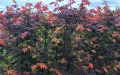 Burgundy Jewel Vine Maple (Acer Circinatum) - 5 Gallon Pot 14 Burgundy Jewel Vine Maple (Acer Circinatum) - 5 Gallon Pot -SHRUBS and BUSHES Shop acer circinatum burgundy jewel vine maple 8