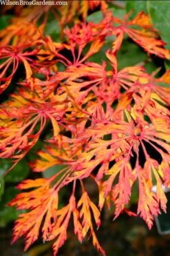 Fairy Lights Full Moon Japanese Maple - 3 Gallon Pot 11 Fairy Lights Full Moon Japanese Maple - 3 Gallon Pot -SHRUBS and BUSHES Shop acer japonicum fairy lights full moon maple 3