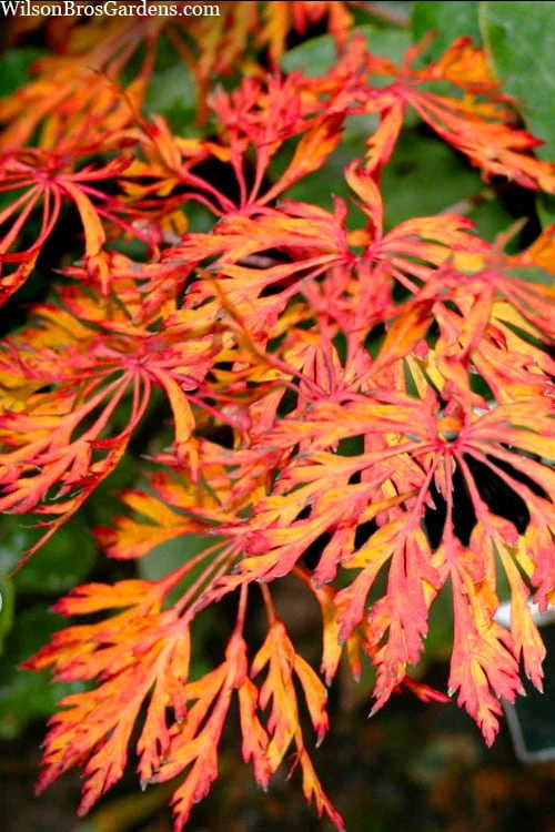 Fairy Lights Full Moon Japanese Maple - 3 Gallon Pot 7 Fairy Lights Full Moon Japanese Maple - 3 Gallon Pot - Image 5