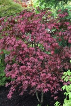 Amagi Shigure Japanese Maple - 3 Gallon Pot -SHRUBS and BUSHES Shop acer palmatum amagi shigure japanese maple 1