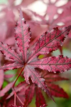 Amagi Shigure Japanese Maple - 3 Gallon Pot -SHRUBS and BUSHES Shop acer palmatum amagi shigure japanese maple 2