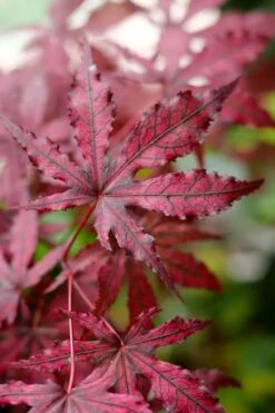 Amagi Shigure Japanese Maple - 3 Gallon Pot -SHRUBS and BUSHES Shop acer palmatum amagi shigure japanese maple 3