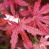 Amagi Shigure Japanese Maple - 3 Gallon Pot -SHRUBS and BUSHES Shop acer palmatum amagi shigure japanese maple 5