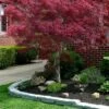 Ribbon Leaf Japanese Maple (Acer Palmatum 'Atrolineare') - 3 Gallon Pot 1 Ribbon Leaf Japanese Maple (Acer Palmatum 'Atrolineare') - 3 Gallon Pot -SHRUBS and BUSHES Shop acer palmatum atrolineare ribbon leaf japanese maple 1