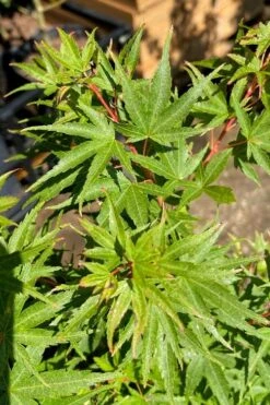 Corvallis Broom Dwarf Coral Bark Japanese Maple - 3 Gallon Pot -SHRUBS and BUSHES Shop acer palmatum corvallis broom dwarf coral bark japanese maple 3