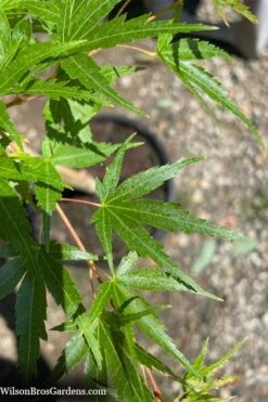 Corvallis Broom Dwarf Coral Bark Japanese Maple - 3 Gallon Pot -SHRUBS and BUSHES Shop acer palmatum corvallis broom dwarf coral bark japanese maple 5