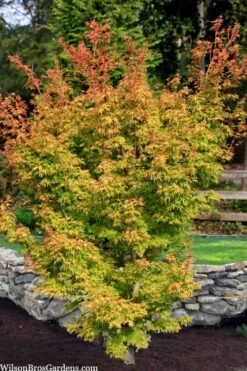 Corvallis Broom Dwarf Coral Bark Japanese Maple - 3 Gallon Pot -SHRUBS and BUSHES Shop acer palmatum corvallis broom dwarf coral bark japanese maple 7