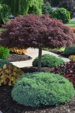 Crimson Queen Dwarf Japanese Maple (High Graft Tree Form) - 2 Gallon Pot 14 Crimson Queen Dwarf Japanese Maple (High Graft Tree Form) - 2 Gallon Pot -SHRUBS and BUSHES Shop acer palmatum dissectum crimson queen high graft tree form formal