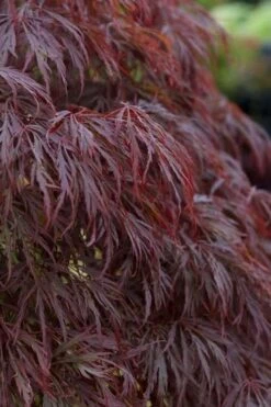 Crimson Queen Dwarf Japanese Maple (High Graft Tree Form) - 2 Gallon Pot 13 Crimson Queen Dwarf Japanese Maple (High Graft Tree Form) - 2 Gallon Pot -SHRUBS and BUSHES Shop acer palmatum dissectum crimson queen leaves