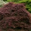Crimson Queen Dwarf Japanese Maple - 2 Gallon Pot 1 Crimson Queen Dwarf Japanese Maple - 2 Gallon Pot -SHRUBS and BUSHES Shop acer palmatum dissectum crimson queen low graft shrub form 1