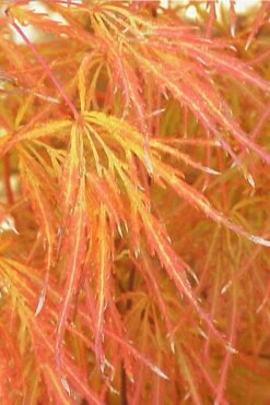 Edgewood's Golden Japanese Maple - 3 Gallon Pot -SHRUBS and BUSHES Shop acer palmatum edgewoods golden 1