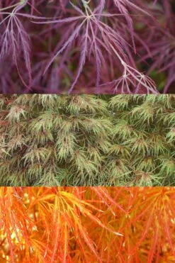 Edgewood's Golden Japanese Maple - 3 Gallon Pot -SHRUBS and BUSHES Shop acer palmatum edgewoods golden 4