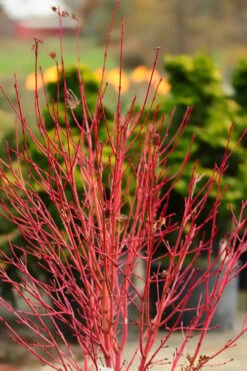 Corvallis Broom Dwarf Coral Bark Japanese Maple - 3 Gallon Pot -SHRUBS and BUSHES Shop acer palmatum fhellheim dwarf coral bark japanese maple 4