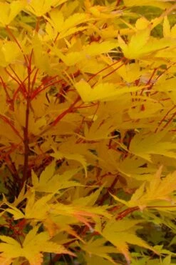 Corvallis Broom Dwarf Coral Bark Japanese Maple - 3 Gallon Pot -SHRUBS and BUSHES Shop acer palmatum fhellheim dwarf coral bark japanese maple 6
