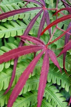 Filifera Purpurea Japanese Maple - 3 Gallon Pot 18 Filifera Purpurea Japanese Maple - 3 Gallon Pot -SHRUBS and BUSHES Shop acer palmatum filifera purpurea 1