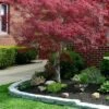 Filifera Purpurea Japanese Maple - 3 Gallon Pot 2 Filifera Purpurea Japanese Maple - 3 Gallon Pot -SHRUBS and BUSHES Shop acer palmatum filifera purpurea 2