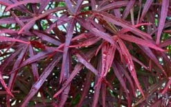 Filifera Purpurea Japanese Maple - 3 Gallon Pot 19 Filifera Purpurea Japanese Maple - 3 Gallon Pot -SHRUBS and BUSHES Shop acer palmatum filifera purpurea 3 1