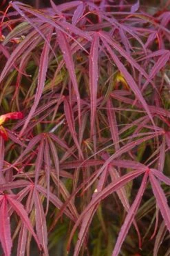 Ribbon Leaf Japanese Maple (Acer Palmatum 'Atrolineare') - 3 Gallon Pot 16 Ribbon Leaf Japanese Maple (Acer Palmatum 'Atrolineare') - 3 Gallon Pot -SHRUBS and BUSHES Shop acer palmatum filifera purpurea 5