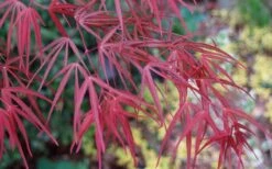 Filifera Purpurea Japanese Maple - 3 Gallon Pot 23 Filifera Purpurea Japanese Maple - 3 Gallon Pot -SHRUBS and BUSHES Shop acer palmatum filifera purpurea 6 1