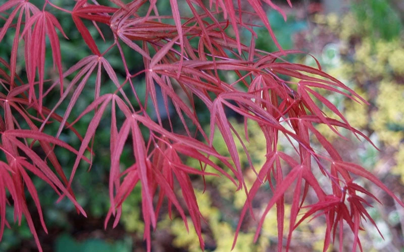 Ribbon Leaf Japanese Maple (Acer Palmatum 'Atrolineare') - 3 Gallon Pot 10 Ribbon Leaf Japanese Maple (Acer Palmatum 'Atrolineare') - 3 Gallon Pot - Image 8