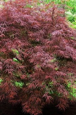Ribbon Leaf Japanese Maple (Acer Palmatum 'Atrolineare') - 3 Gallon Pot 14 Ribbon Leaf Japanese Maple (Acer Palmatum 'Atrolineare') - 3 Gallon Pot -SHRUBS and BUSHES Shop acer palmatum filifera purpurea 7