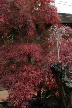 Filifera Purpurea Japanese Maple - 3 Gallon Pot 17 Filifera Purpurea Japanese Maple - 3 Gallon Pot -SHRUBS and BUSHES Shop acer palmatum filifera purpurea 8
