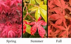 Gable's Glory Chameleon Japanese Maple - 1 Gallon Pot 11 Gable's Glory Chameleon Japanese Maple - 1 Gallon Pot -SHRUBS and BUSHES Shop acer palmatum gables glory japanese maple 1