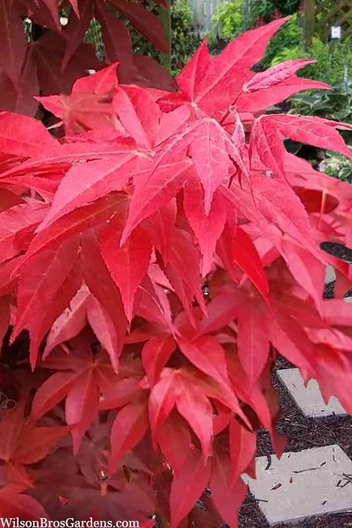 Gable's Glory Chameleon Japanese Maple - 1 Gallon Pot 8 Gable's Glory Chameleon Japanese Maple - 1 Gallon Pot - Image 6