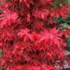 Gable's Glory Chameleon Japanese Maple - 1 Gallon Pot 2 Gable's Glory Chameleon Japanese Maple - 1 Gallon Pot -SHRUBS and BUSHES Shop acer palmatum gables glory japanese maple 8
