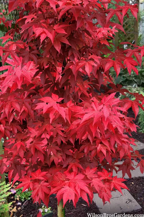 Gable's Glory Chameleon Japanese Maple - 1 Gallon Pot 3 Gable's Glory Chameleon Japanese Maple - 1 Gallon Pot