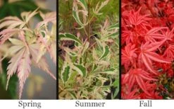 Hana Tsukasa Japanese Maple - 3 Gallon Pot (2-3') 11 Hana Tsukasa Japanese Maple - 3 Gallon Pot (2-3') -SHRUBS and BUSHES Shop acer palmatum hana tsukasa japanese maple 1